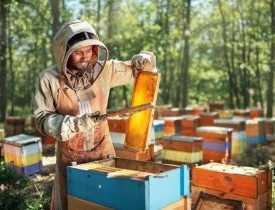 Online Course Certificate in Apiculture (Honey Bee Keeping)
