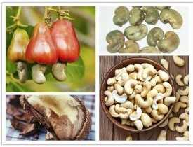 online course Certificate in Cashew Processing Units