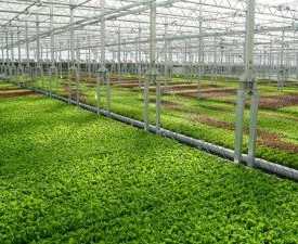 online course green house technology