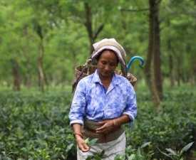 Online Course Certificate in Tea plantation worker